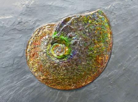 xà cừ opal trên nhau thai ammonite meeki